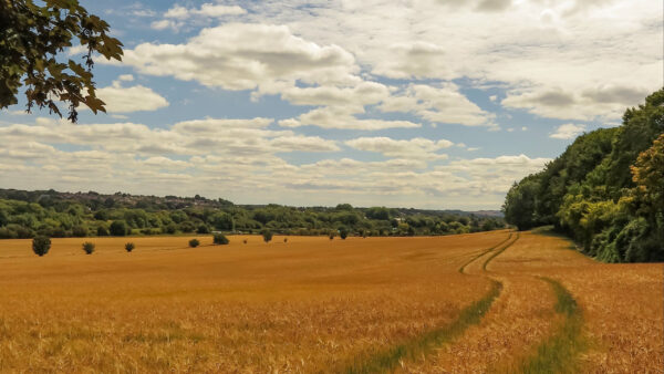 Wallpaper Forest, Trees, Under, Clouds, Wheat, Sky, Green, Blue, Nature, Between, Field, White