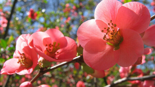 Wallpaper Blossom, Flowers, Background, Branches, Pink, Spring