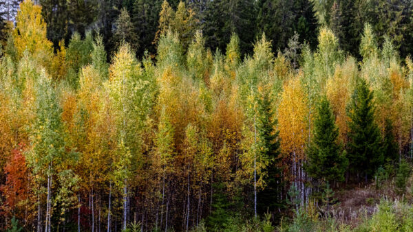 Wallpaper Autumn, Trees, Desktop, Forest, Green, Leaves, Mobile, Yellow