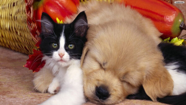 Wallpaper Dog, White, Cats, Desktop, Dogs, Eyes, Black, And, Light, Brown, Puppy, Green, Kitten, Cat