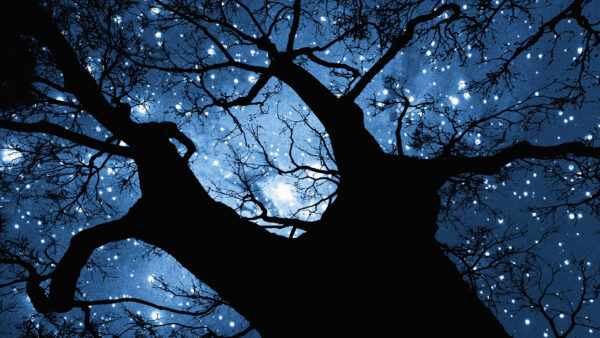 Wallpaper Focus, From, Branches, The, Desktop, Space, And, Stars, Down, Tree