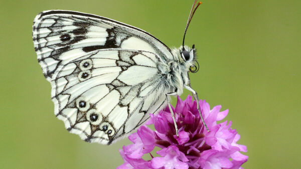 Wallpaper Design, Petals, Background, Butterfly, Green, Black, Purple, White, Flower