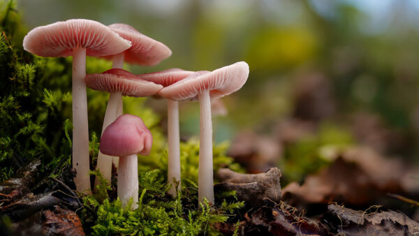 Wallpaper Background, Pink, Blur, Nature, View, Closeup, Mushrooms