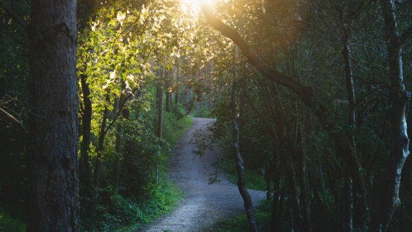 Wallpaper Forest, Sunbeam, Trees, Path, Nature, Between