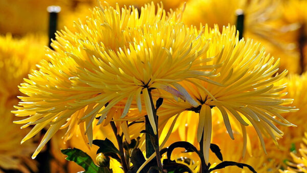 Wallpaper Yellow, Background, Chrysantham, Closeup, Flowers, Blur, View, Bokeh