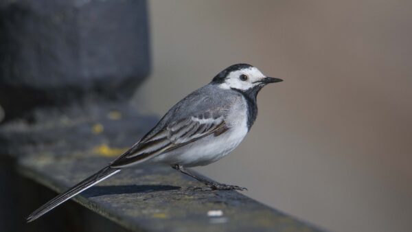 Wallpaper Black, White, Blur, Birds, Desktop, Background, Mobile, Bird, Stone, Standing