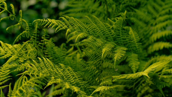 Wallpaper Leaves, Desktop, Blur, Fern, Mobile, Tree, Branches, Background, Photography, Greenery