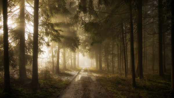 Wallpaper Trees, Forest, Path, Mist, Nature, Green