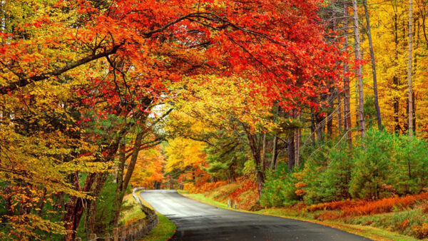 Wallpaper Forest, Between, Fall, Orange, Autumn, Road, Green, Trees, Yellow, Red