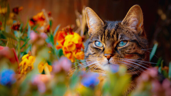 Wallpaper Flowers, Brown, Yellow, Background, Blue, Red, Eyes, Black, Cat