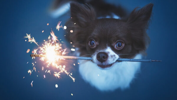 Wallpaper Funny, With, Blue, Puppy, Dog, Background, Fireworks