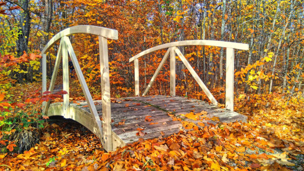 Wallpaper Orange, Leaves, Autumn, Green, Yellow, Trees, Wood, Between, Bridge