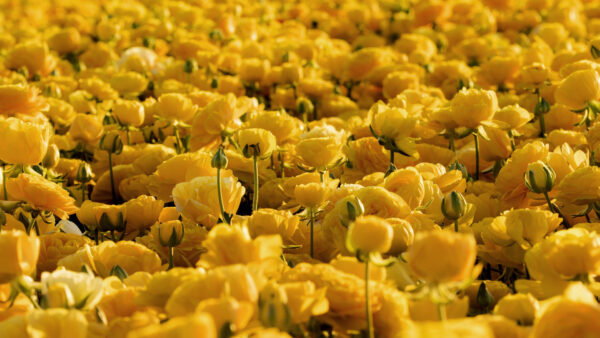 Wallpaper Field, Flowers, Bud, Buttercup, Yellow