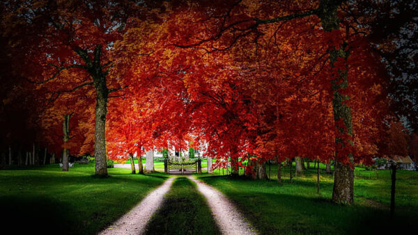 Wallpaper Gate, Autumn, Fall, Red, Grass, Tall, Leaves, Field, Road, Trees, Green