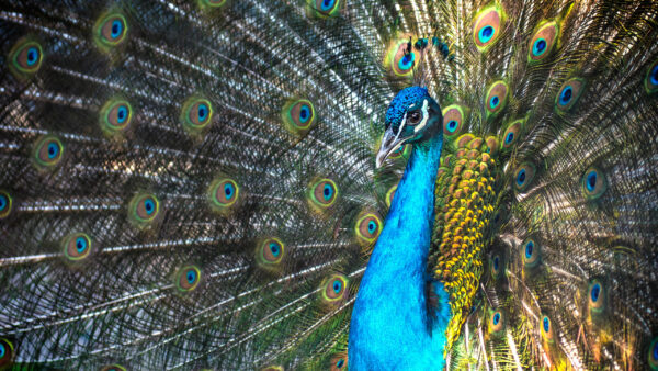Wallpaper View, With, Wings, Closeup, Blue, Birds, Open, Peacock