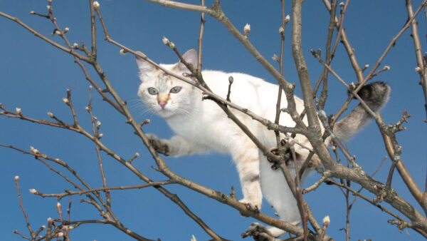 Wallpaper Standing, Background, Branches, Sky, Tree, Blue, White, Cat