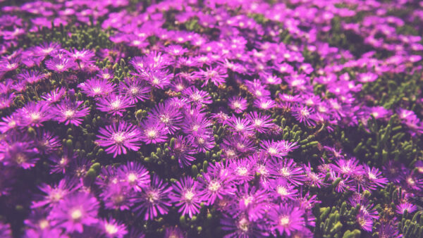 Wallpaper Flowers, Field, Purple, Lantana