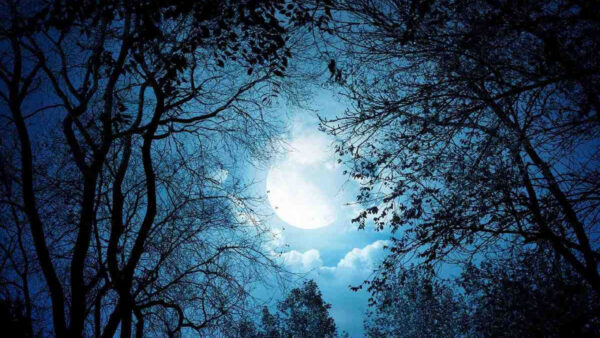 Wallpaper Branches, White, Background, Sky, Trees, Blue, Moon, Clouds