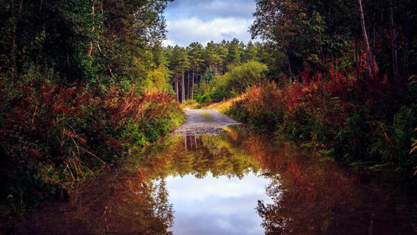 Wallpaper Leaves, Puddle, Road, Reflection, Scenery, Beautiful, Yellow, Green, Nature, Bushes, Autumn, Trees