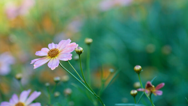 Wallpaper Photography, Petals, Kosmeya, Desktop, Flowers, Background, Pink, Buds, Mobile, Blur