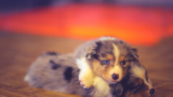 Wallpaper Blue, Brown, Dog, Blur, Funny, Background, Two, Shepherd, White, Australian, Puppies, Eyes