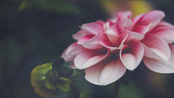 Wallpaper Dahlia, Background, Petals, Flower, Flowers, Pink, Blur