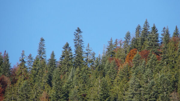 Wallpaper Trees, Forest, Sky, Background, Nature, Blue