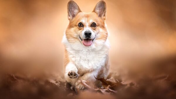 Wallpaper Dog, Dry, Brown, With, Leaves, Tongue, Running, White, Light, Background, Out, Corgi, Blur