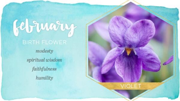 Wallpaper Modesty, Flower, Violet, Spiritual, Humility, Wisdom, Faithfulness, February