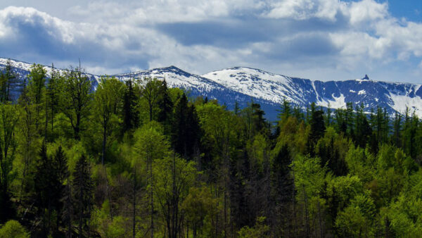 Wallpaper Trees, Mountains, Covered, White, Background, Under, Snow, Sky, Clouds, Nature, Forest, Blue