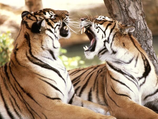 Wallpaper Bengal, Tigers