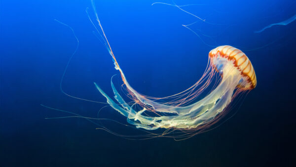 Wallpaper Jellyfishin, Aquarium