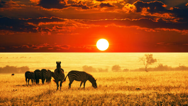 Wallpaper Sunset, African, Savanna