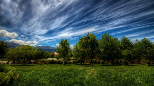 Wallpaper Grass, Trees, Clouds