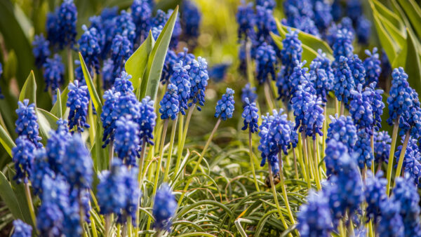 Wallpaper Spring, Flowers, Flower, Hyacinth