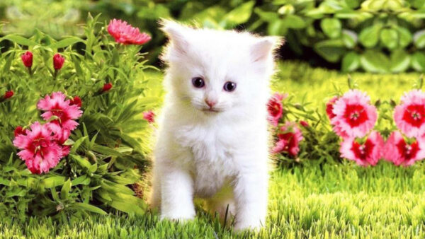 Wallpaper Field, Standing, Cat, White, Cute, Kitten, Grass, Desktop