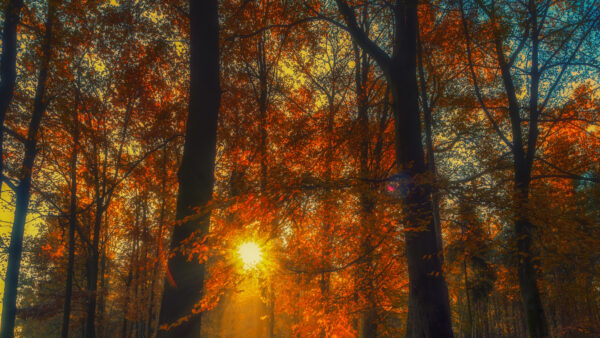 Wallpaper Mobile, Desktop, Forest, With, Trees, Nature, Sunbeam, Autumn