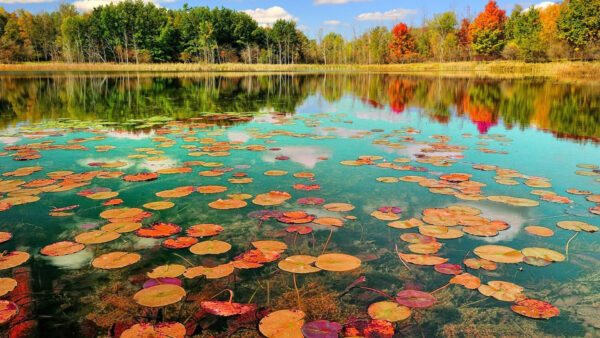 Wallpaper Nature, Body, Daytime, With, Water, Leaves, Trees, Reflection, Green, Desktop, Lotus, Surrounded, During