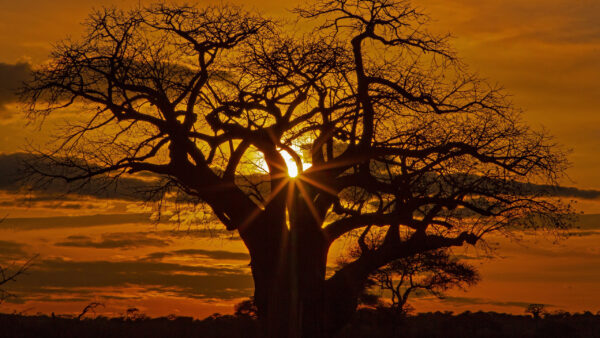 Wallpaper Africa, Sunset, Nature, Desktop, During, Tree, Without, Leaf, Savannah