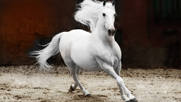 Wallpaper Andalusian, White, Horse, Stallion, Desktop, Animals