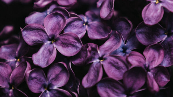 Wallpaper Dark, Spring, Lilac, Purple, Desktop, Flowers, Mobile