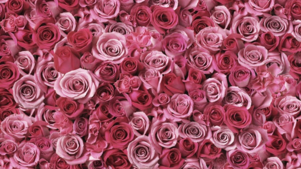 Wallpaper Mobile, Pink, Desktop, Dark, Bouquet, Rose, Roses, Light