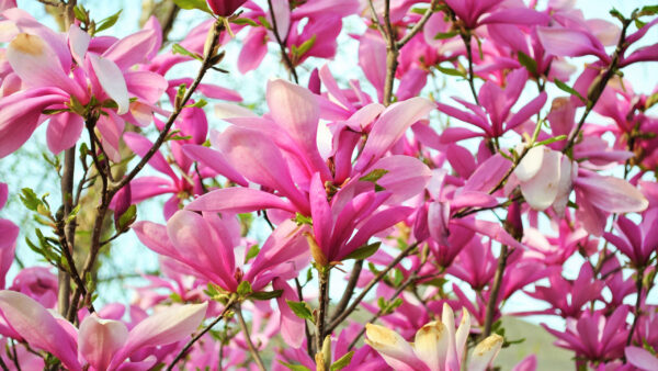 Wallpaper Desktop, Branch, Earth, Magnolia, Blossom, Pink, Flower