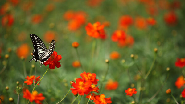 Wallpaper Black, Butterfly, White, Red, Flower, Mobile, Desktop