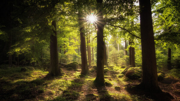 Wallpaper Sunrays, With, Between, Green, Trees, Mobile, Nature, Forest, Trunk, Desktop