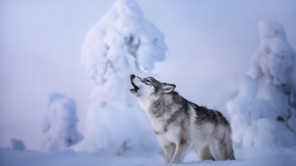 Wallpaper Howling, Wolf, Background, Field, Snow, Standing