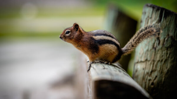 Wallpaper Brown, Squirrel, With, Background, Desktop, Mobile, Shallow, And, Black