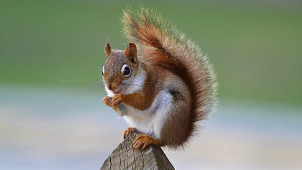 Wallpaper Fur, Fence, Green, Brown, Wood, Standing, Squirrel, White, Desktop, Background, Mobile