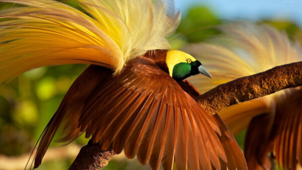 Wallpaper Green, With, Yellow, Bird, Beautiful, Birds, Open, Desktop, Wings, Brown