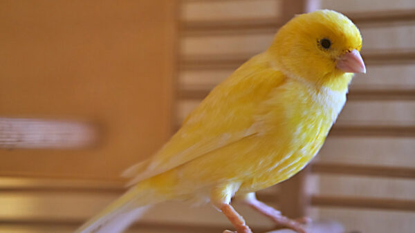 Wallpaper Background, Yellow, Blur, Floor, Bird, Desktop, Birds, Standing